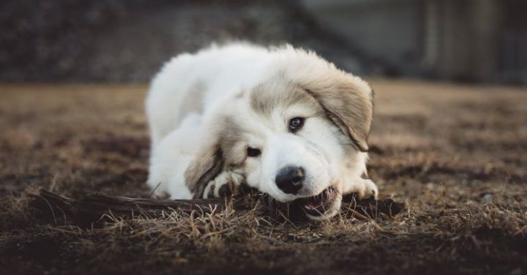 Chewing - Shallow Focus Photo of Long-coated White and Gray Puppy